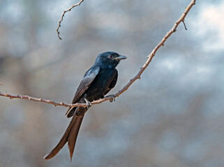 black drongo on branch