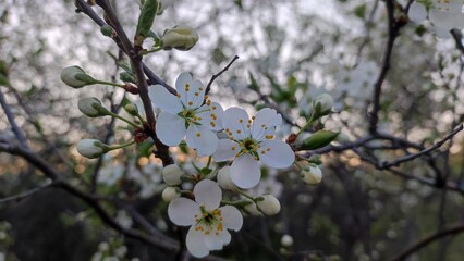 Cherry flowers in the spring garden