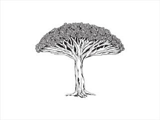 Fototapeta na wymiar Dragon Blood Tree. hand drawing of Dracaena cinnabari. tree in the socotra island.