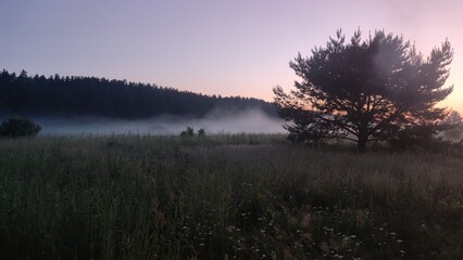 Foggy dawn in the field
