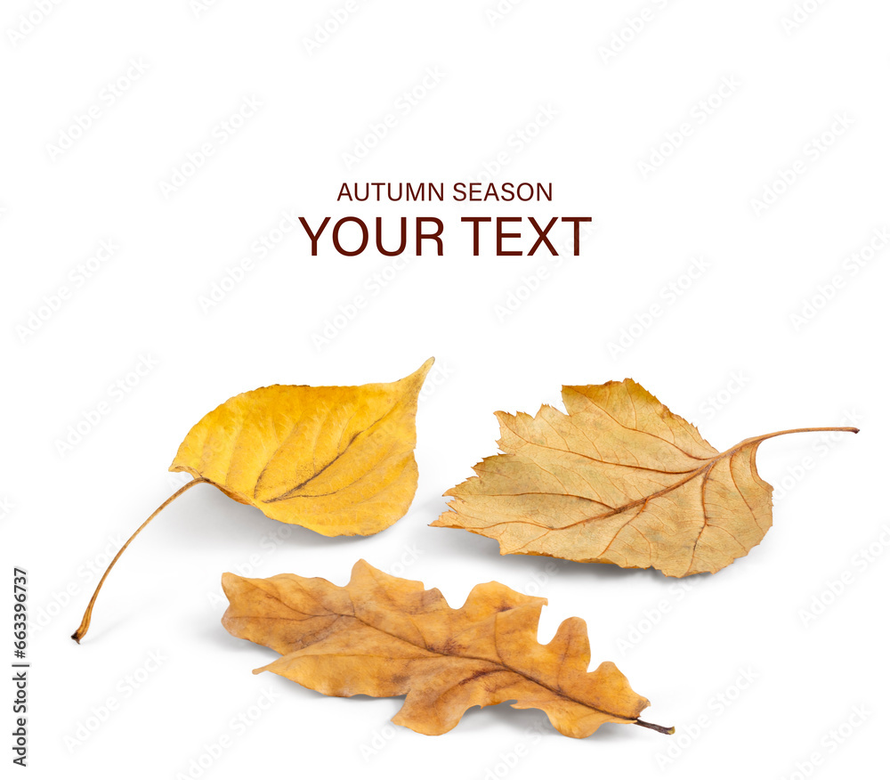 Poster autumn various fallen leaves on a white background with shadow. autumn season concept for page, temp