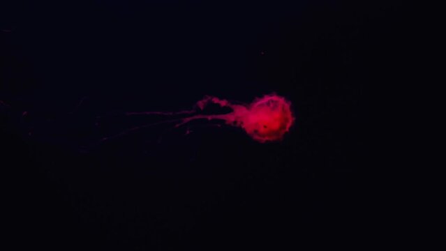 A radiant neon bioluminescent jellyfish swimming in the deep ocean