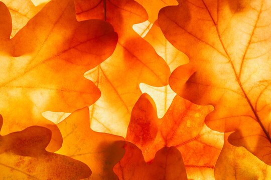 Bright background autumn season oak leaves close-up with backlight as a background, template or web banner for the design of the autumn theme