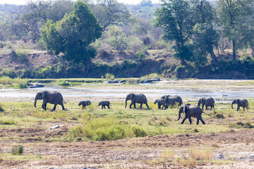 Elephant herd walking in the river bed