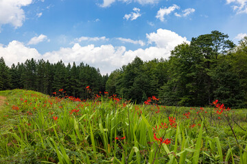 Red flowers and green trees in Magoebaskloof