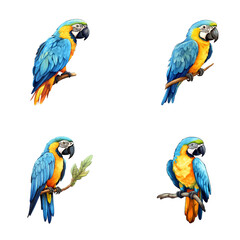 set of happy cute blue and gold macaw watercolor illustrations for printing on baby clothes, pattern, sticker, postcards, print, fabric, and books