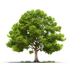 Image of bodhi tree on white background. Nature. Illustration, Generative AI.