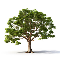 Image of sweet tamarindr tree on white background. Illustration, Generative AI.