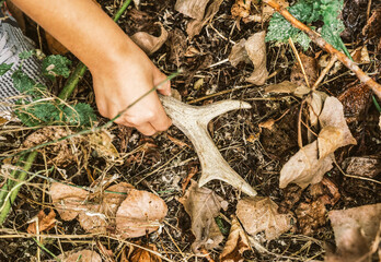 Close-up of a child's hand picking up a precious find - a roe deer horn fallen in the woods -...