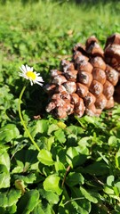 Pine cone and flower on the grass