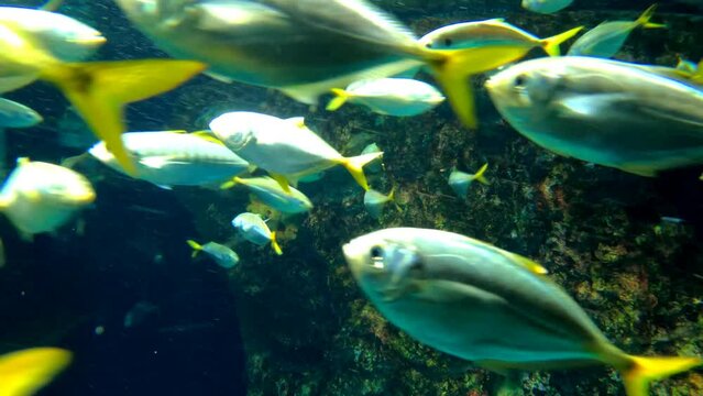 Striped Large-eye Bream, Gnathodentex aureolineatus fishes in the ocean