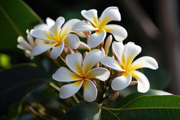 White frangipani flower - Generative AI	