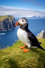 Puffin bird on a green grass patch.