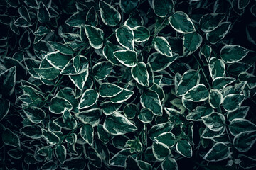 Bigleaf periwinkle green pattern texture