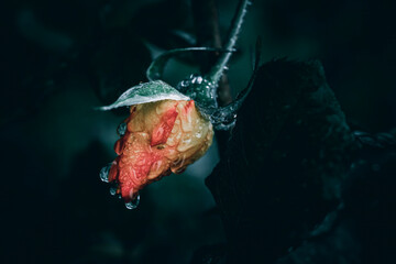A close up of an orange rosebud with big rain drops - Powered by Adobe