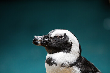 African penguin gazing into the camera