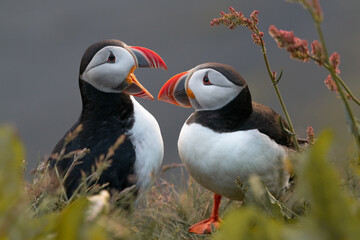 Puffins from Island