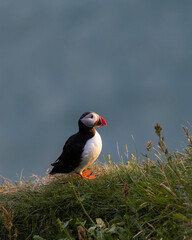 Puffins from Island