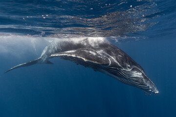 Naklejka premium Humpback whale baby in the deep blue waters of Tonga.