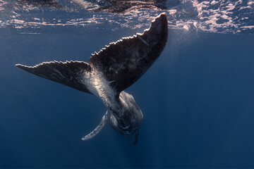 Humpback whale baby in the deep blue waters of Tonga. - 663409196