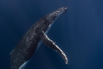 Humpback whale baby in the deep blue waters of Tonga. - 663409384