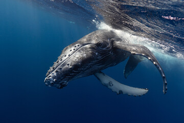 Humpback whale baby in the deep blue waters of Tonga. - 663409737