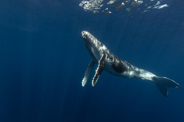 Humpback whale baby in the deep blue waters of Tonga. - 663409748