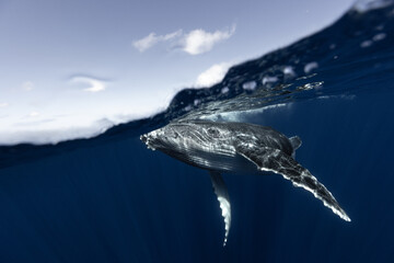 Humpback whale baby in the deep blue waters of Tonga.