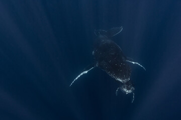 Humpback whale mum and baby in the deep blue waters of Tonga. - 663409769