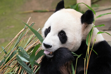 Fototapeta premium Close up Male Giant Panda , Le Bao, Everland, South Korea