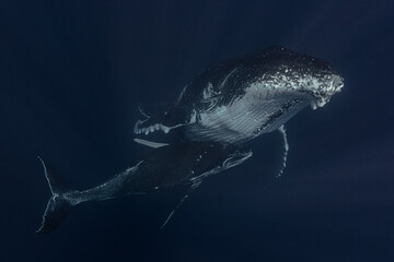 Humpback whale mum and baby in the deep blue waters of Tonga.