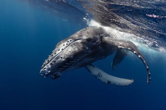 Humpback whale baby in the deep blue waters of Tonga.