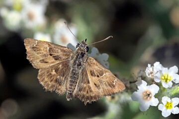 Carcharodus alceae, commnly known as the mallow skipper, is a species of butterfly of the family Hesperiidae