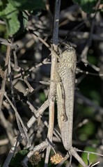 Anacridium aegyptium, the Egyptian grasshopper or Egyptian locust, is a species of insect belonging to the subfamily Cyrtacanthacridinae, Crete