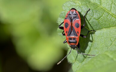 The firebug, Pyrrhocoris apterus, is a common insect of the family Pyrrhocoridae, Crete