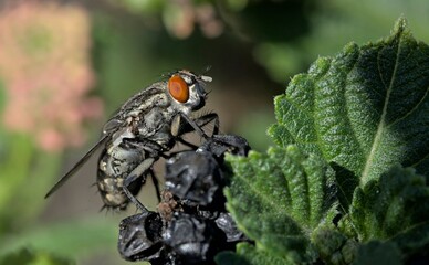 Sarcophaga is a genus of true flies and the type genus of the flesh-fly family (Sarcophagidae), Crete