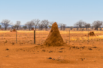 A view of large red conical termite mound in Namibia in the dry season