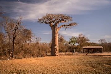 Fotobehang huge baobab tree in rural Madagascar © Chris