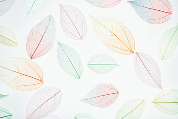 Multicolor, transparent leaves of the skeleton with a beautiful texture on the white. Pastel color leaves background texture. Selective focus. copy space. Fall, autumn concept