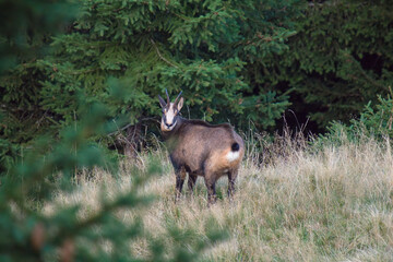Naklejka na ściany i meble a adult chamois buck, rupicapra rupicapra, in autumn on the mountains is looking at camera