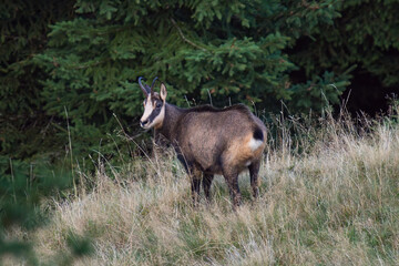 a adult chamois buck, rupicapra rupicapra, in autumn on the mountains is looking at camera