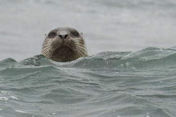 Harbor Seal (Phoca vitulina) looking over a wave toward the camera - Del Norte County California, USA. - Powered by Adobe