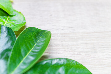 leaf on grey concrete background. View from above