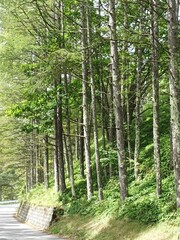 Naklejka premium pine forest with pathway in nagano japan