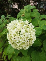 Beautiful flowers,blooming flowers in Japan.