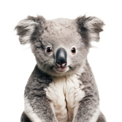 Fototapeta premium koala on transparent background