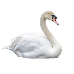 Fototapeta premium Mute swan on transparent background