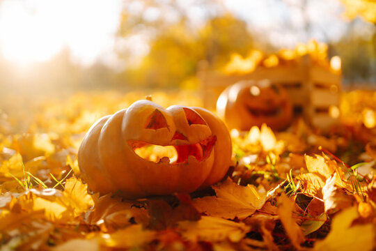 Halloween pumpkins in the autumn park on fallen leaves. Holiday concept, tradition.