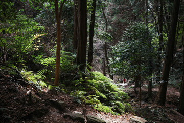 path in the forest