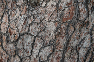 Natural background of tree bark texture